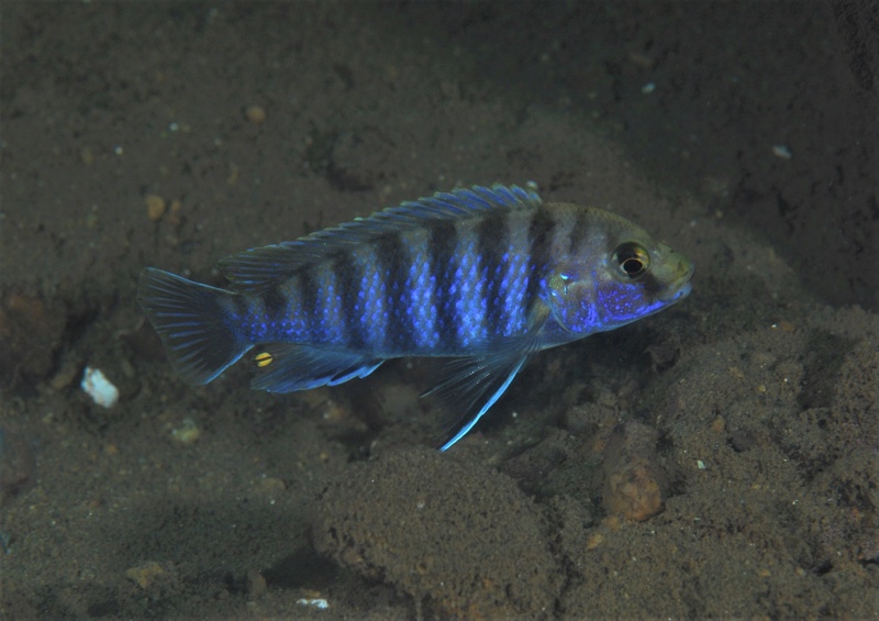 Labidochromis ianthinus 'Nkhomo Reef'
